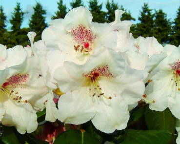 Rhododendron Gartendirektor Rieger