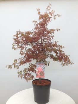 Acer palmatum 'Orangeola'