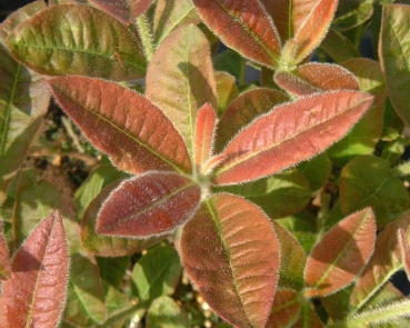 Preview: 'Berryrose'