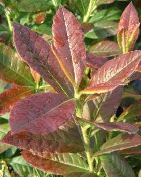 Preview: 'Annabella'