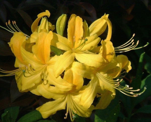 Rhododendron luteum pontica